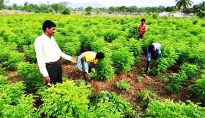 Gujarat gets Best Agriculture State Award