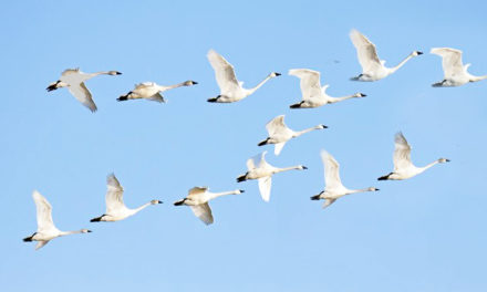 Surat & S.Gujarat are Heaven for migratory birds