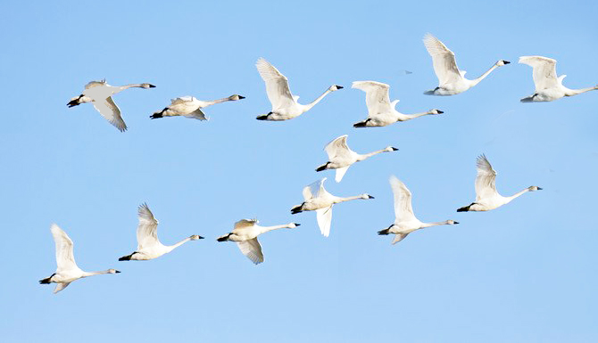 Surat & S.Gujarat are Heaven for migratory birds