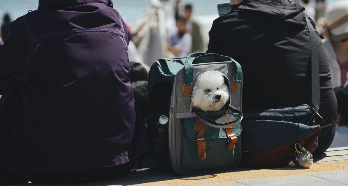 New York, Nice & Valencia Lead Pet Travel Rankings