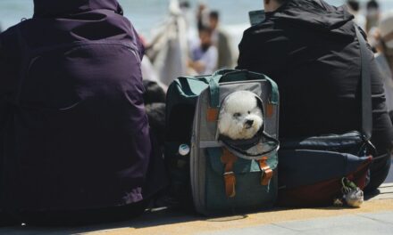 New York, Nice & Valencia Lead Pet Travel Rankings
